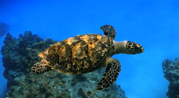 VIDEO: Professor Colin Buxton on marine parks